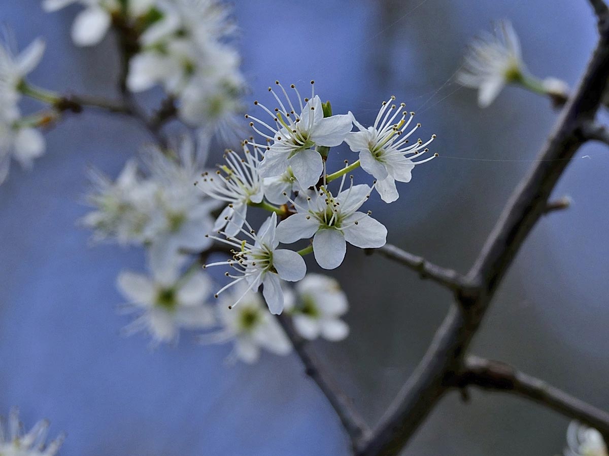 Prunus spinosa